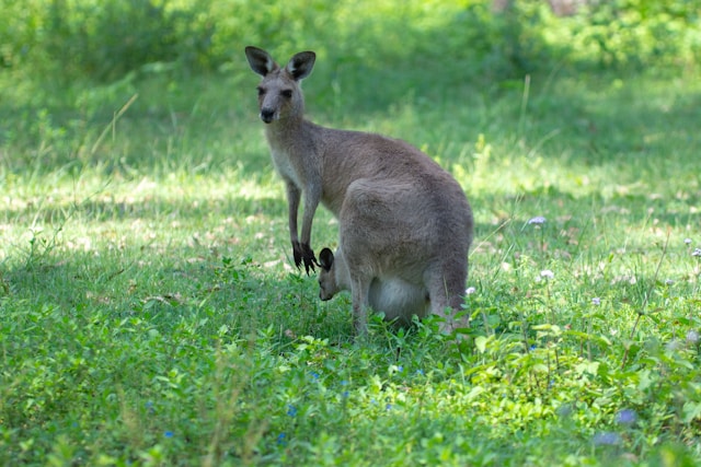 ISLAS CANGURO, AUSTRALIA